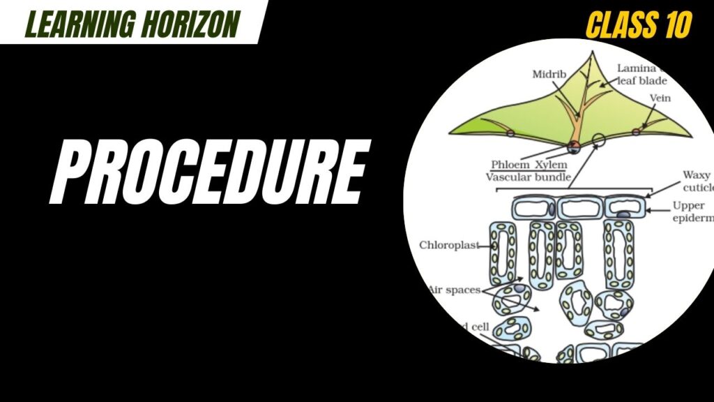 Procedure