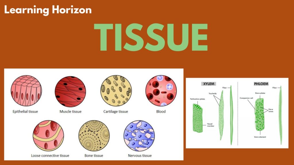 Tissues Class 9 Science Notes PDF