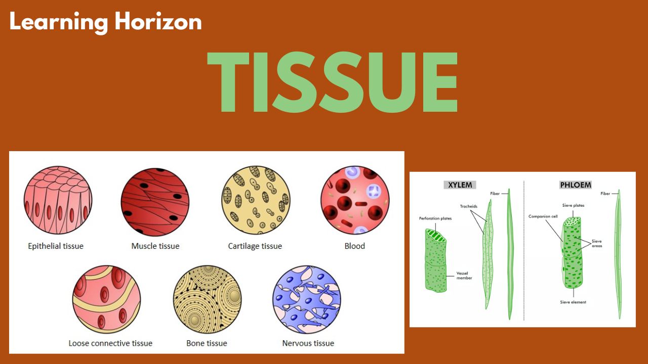 Tissues Class 9 Science Notes PDF