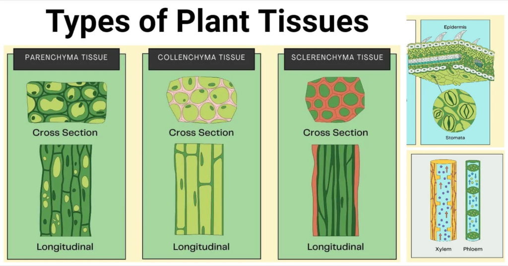 Plant tissues: Meristematic and Permanent tissues