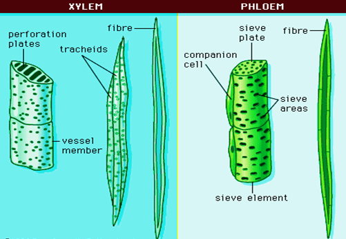Complex permanent tissues: Xylem and Phloem