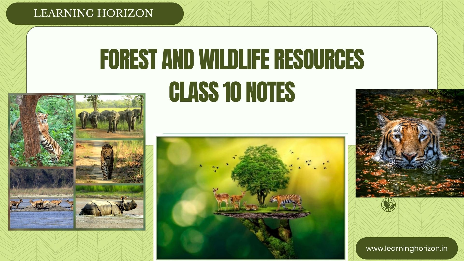 Forest and Wildlife Resources Class 10 Notes